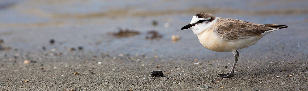 White-fronted Plover